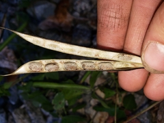 Strophostyles helvola
