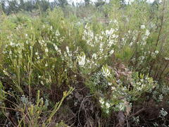 Struthiola hirsuta