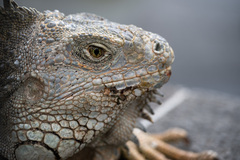 Iguana iguana