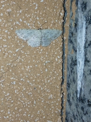 Scopula marginepunctata
