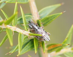 Curculionoidea