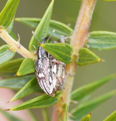 Curculionoidea
