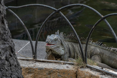 Iguana iguana