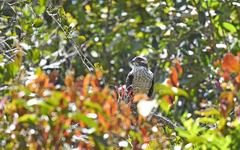 Harpagus bidentatus