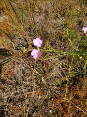 Agalinis fasciculata