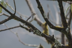 Ficedula superciliaris