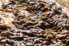 Andreaea