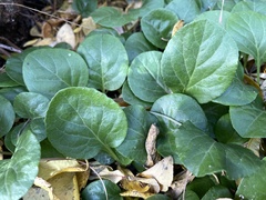 Pyrola asarifolia