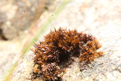Andreaea