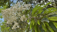 Dendrophorbium cabrerae