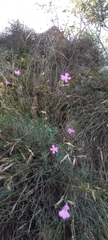 Dianthus lusitanus