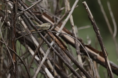 Phylloscopus humei