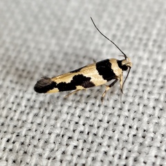 Macrobathra trithyra