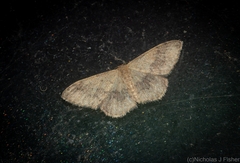 Idaea halmaea