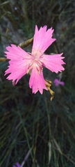 Dianthus lusitanus