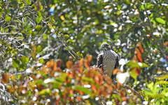 Harpagus bidentatus