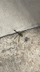 Erythemis simplicicollis