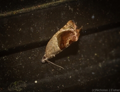 Acroceuthes metaxanthana