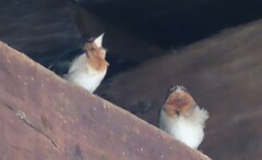 Hirundo neoxena carteri