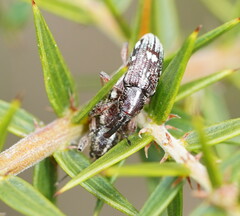 Curculionoidea