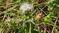 Kunzea pomifera