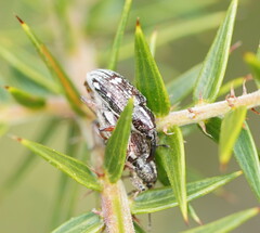 Curculionoidea