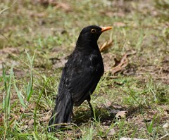 Turdus merula azorensis