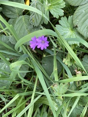 Geranium pyrenaicum
