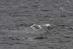 Physeter macrocephalus