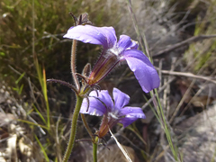Scaevola ramosissima