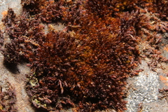 Andreaea