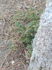 Amaranthus deflexus