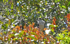 Harpagus bidentatus