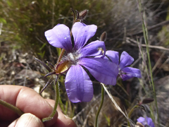Scaevola ramosissima