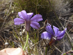 Scaevola ramosissima