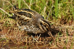 Lymnocryptes minimus