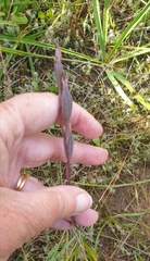 Thelymitra luteocilium
