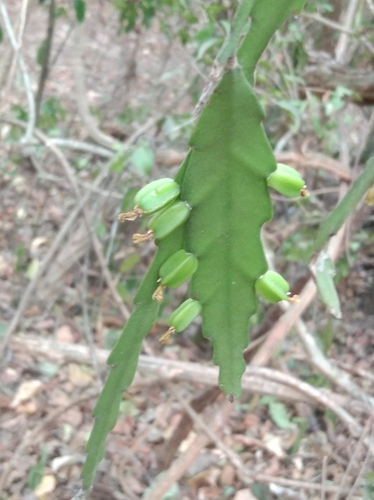 Lepismium lorentzianum, photograph 2