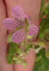 Geranium ornithopodon