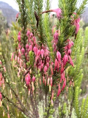 Erica plukenetii