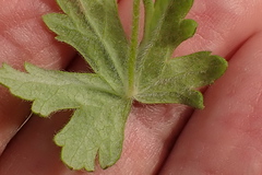 Geranium ornithopodon
