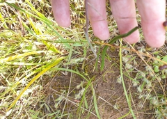 Thelymitra luteocilium