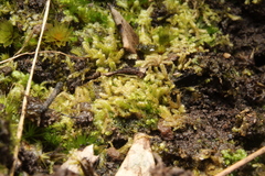 Lepidoziaceae