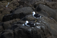 Larus dominicanus
