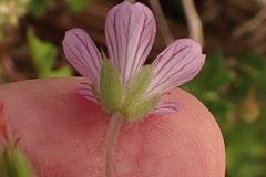 Geranium ornithopodon