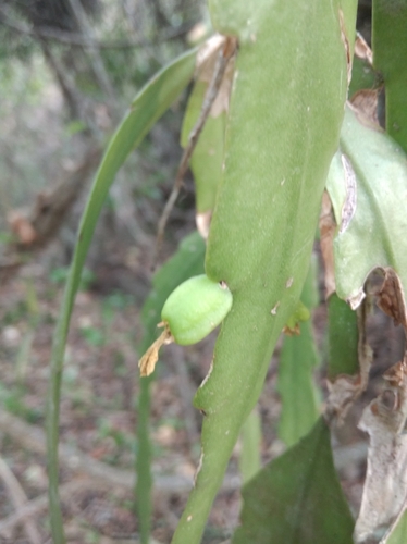 Lepismium lorentzianum, photograph 3