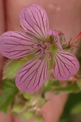 Geranium ornithopodon