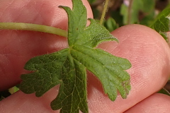 Geranium ornithopodon