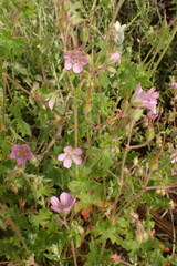 Geranium ornithopodon