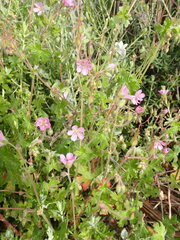 Geranium ornithopodon